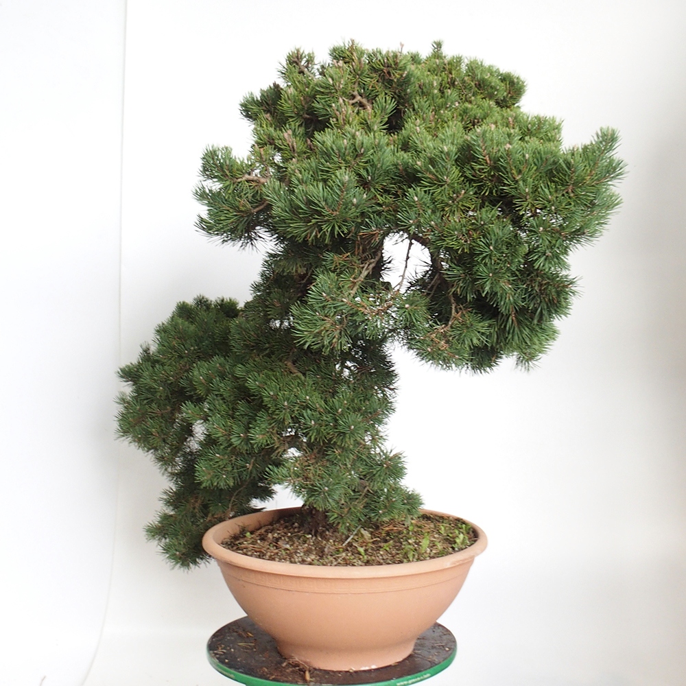 Yamadori - Pinus sylvestris Espagne