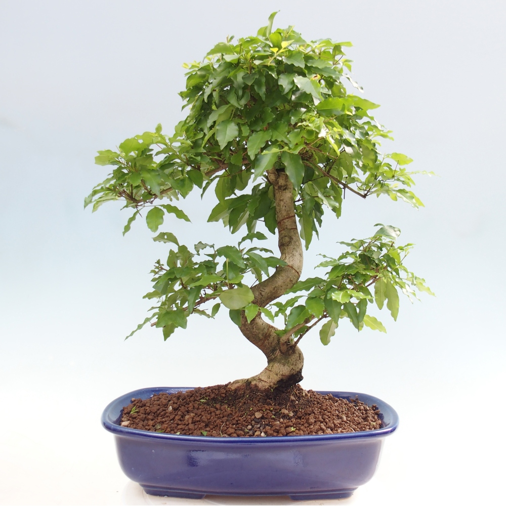 Bonsaï de chambre -Ligustrum chinensis - Bec d'oiseau