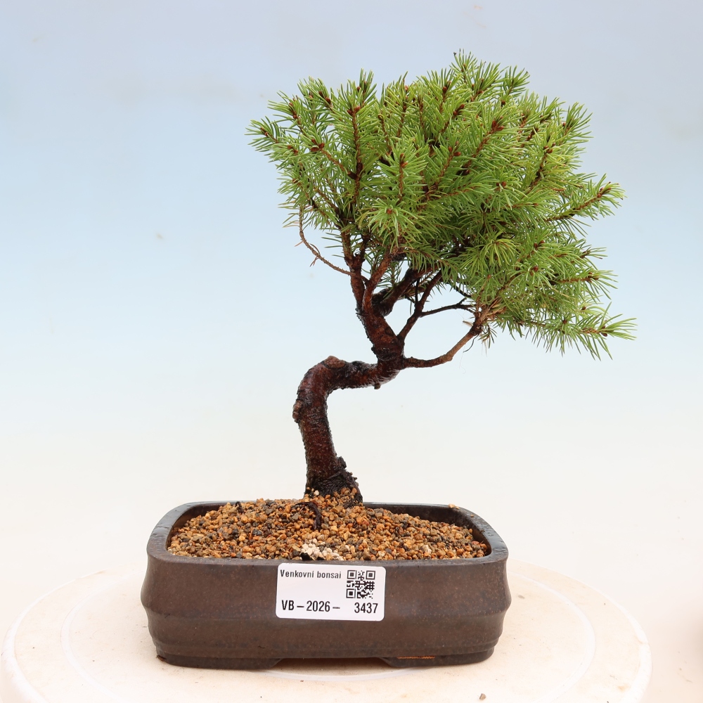 Bonsaï d'extérieur - Épicéa glauque - Picea glauca globe