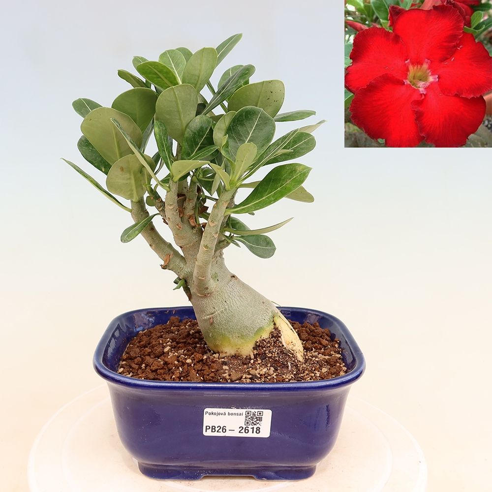 Bonsaï d'intérieur - Adenium obesum Red Star - Rose du désert