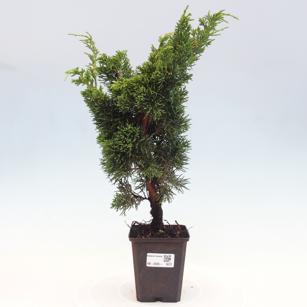 Bonsaï d'extérieur - Juniperus chinensis Kishu