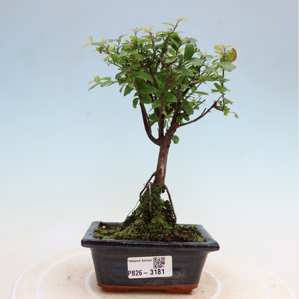 Bonsaï de chambre - Sageretia thea - Sageretia thea