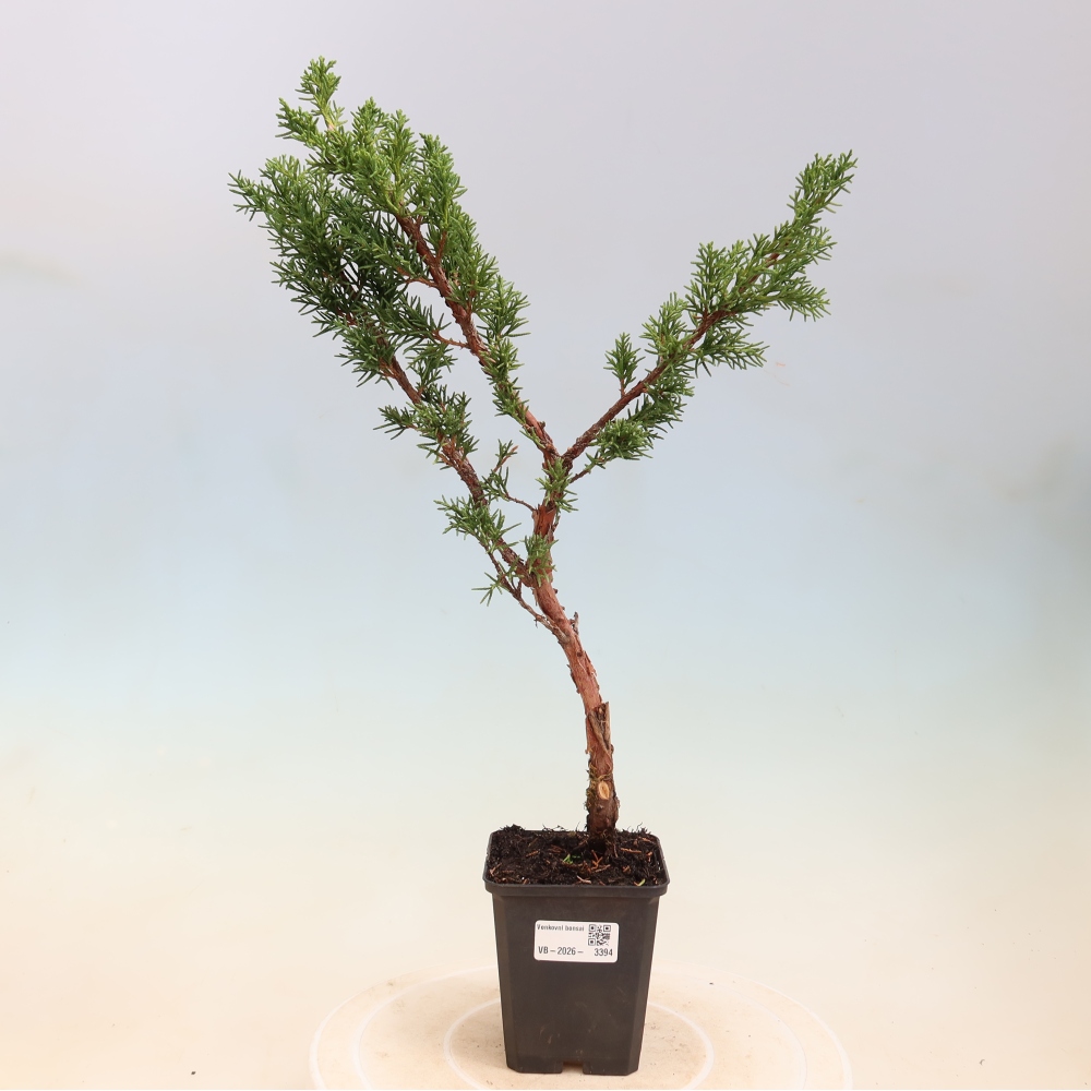 Bonsaï d'extérieur - Juniperus chinensis Kishu