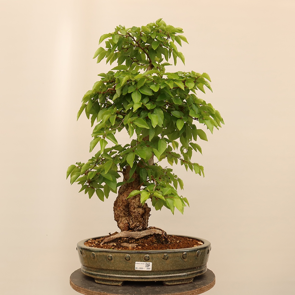 Bonsaï d'extérieur -Carpinus Coreana - Charme de Corée