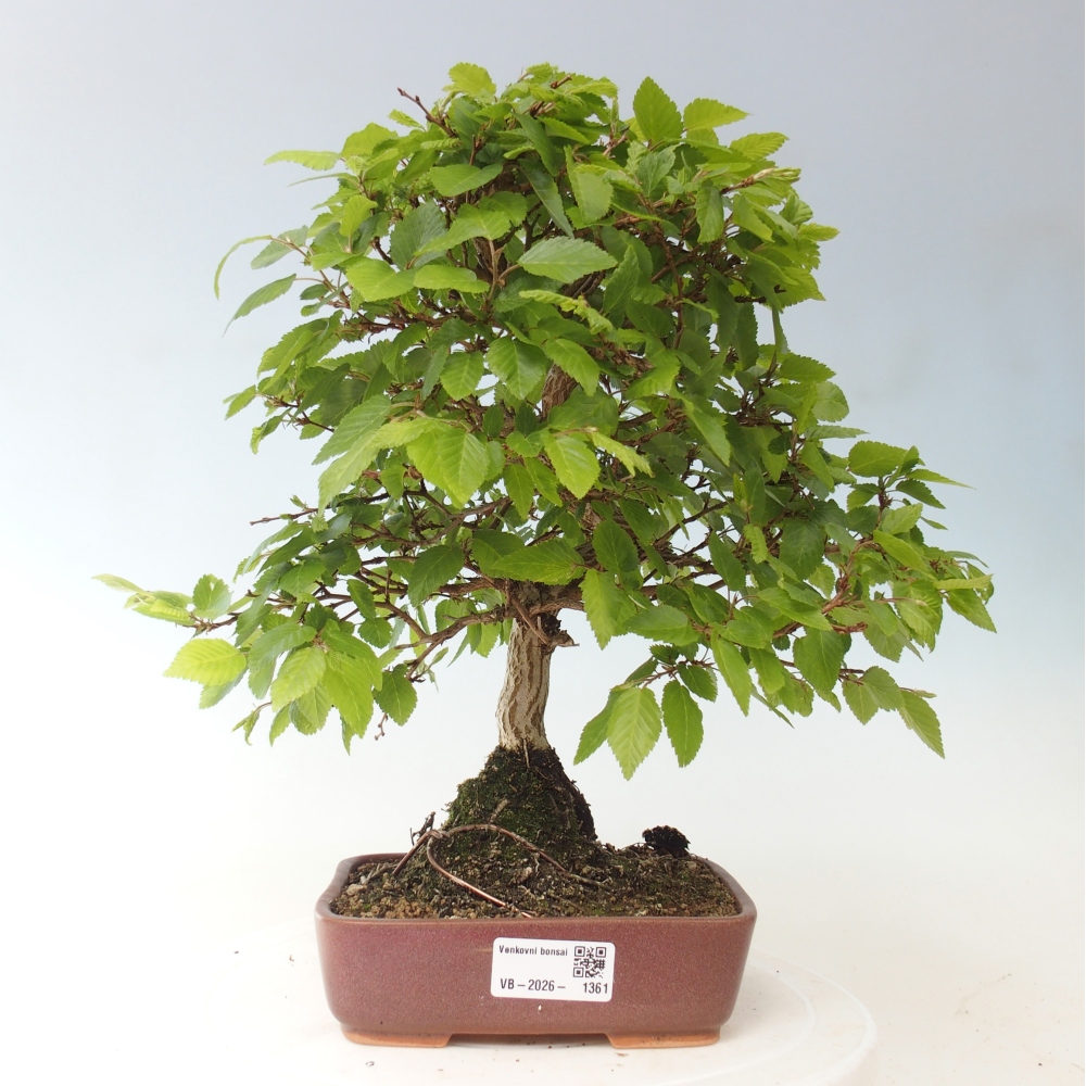 Bonsaï d'extérieur -Carpinus CARPINOIDES - Charme de Corée
