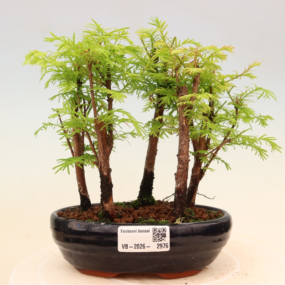 Bonsaï d'extérieur - Metasequoia glyptostroboides - Métaséquoia de Chine - petit bosquet