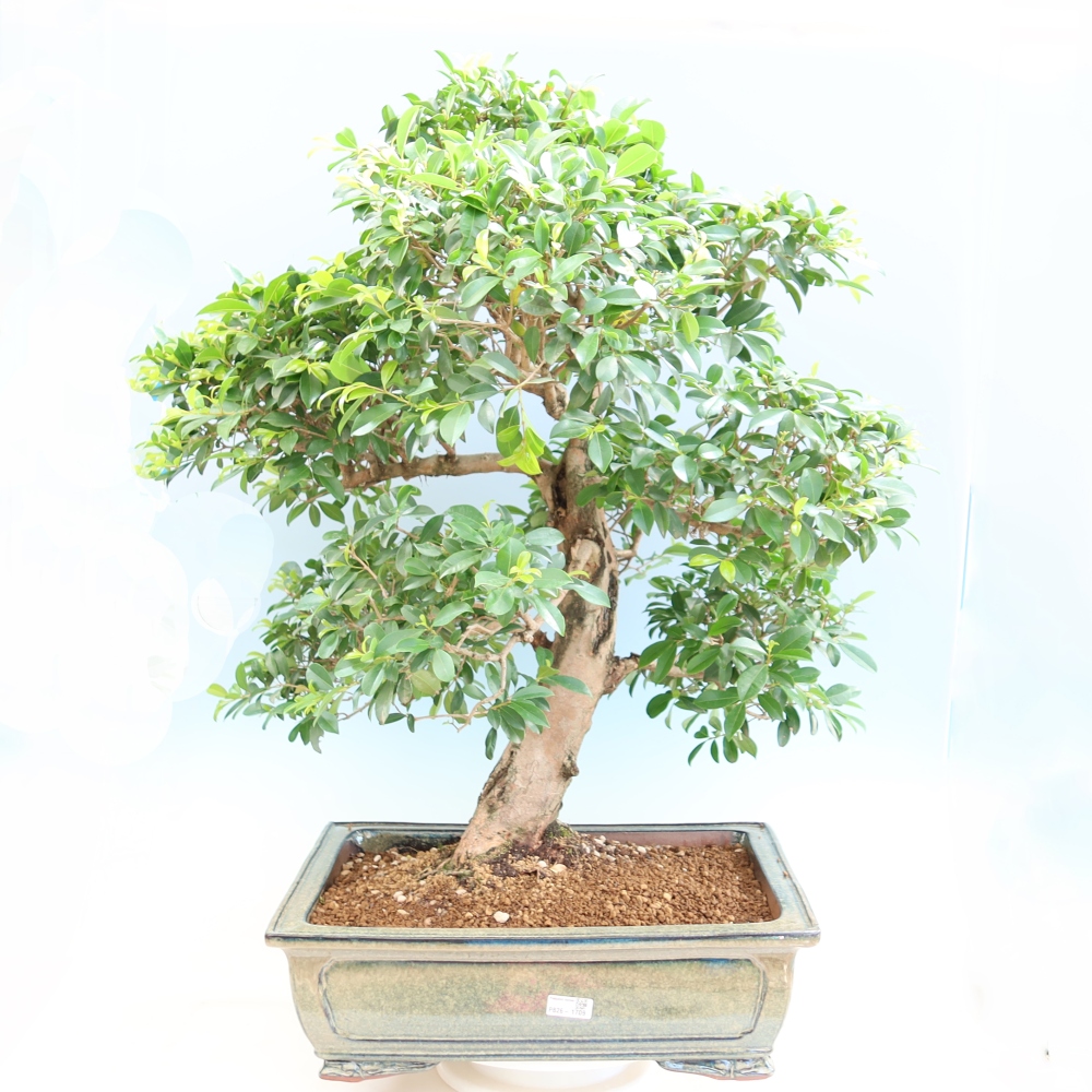 Salle bonsaï - Cerisier australien - Eugenia uniflora