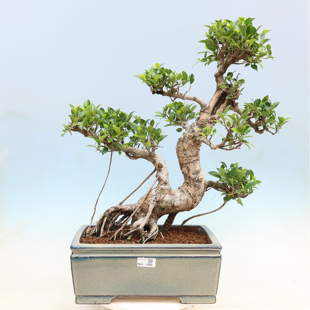 Salle bonsaï - Ficus kimmen - ficus à petites feuilles