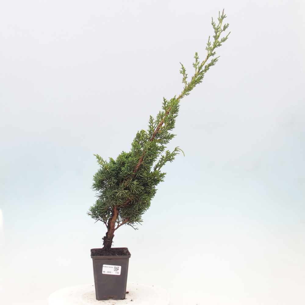 Bonsaï d'extérieur - Juniperus chinensis Kishu