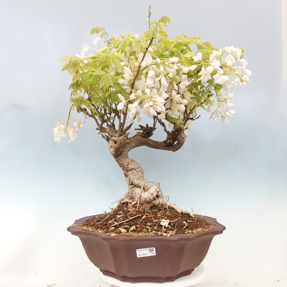 Bonsaï d'extérieur - Vistaria - Wisteria