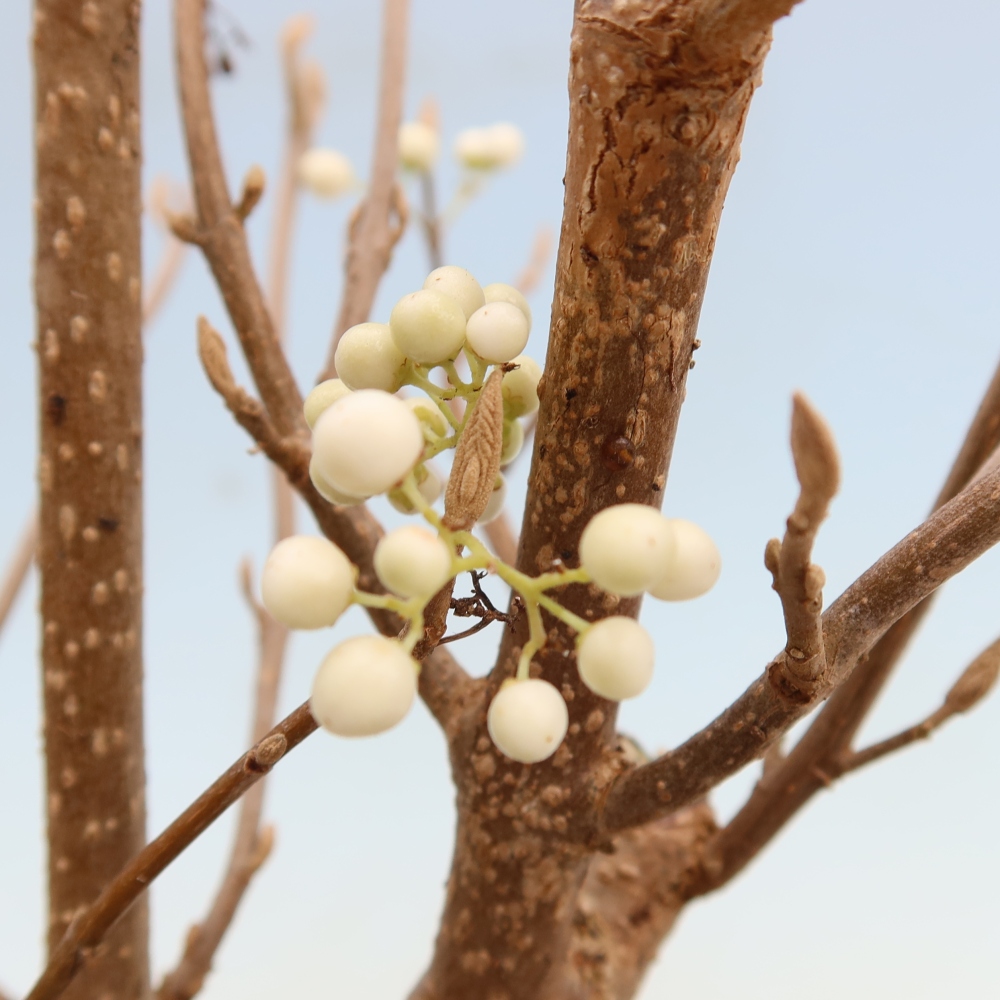 Bonsaï d'extérieur - Callicarpa bodinieri « Snowqueen » - Callicarpa