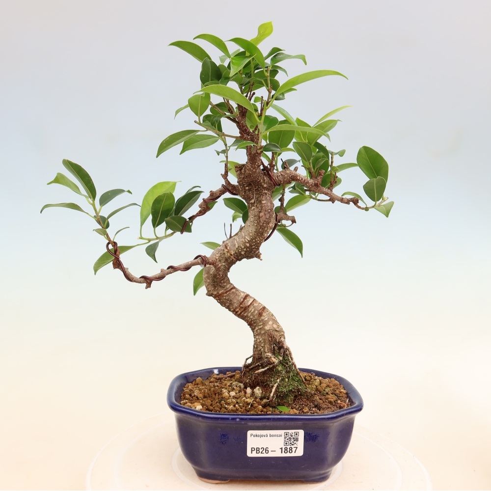 Salle bonsaï - Ficus retusa - ficus à petites feuilles