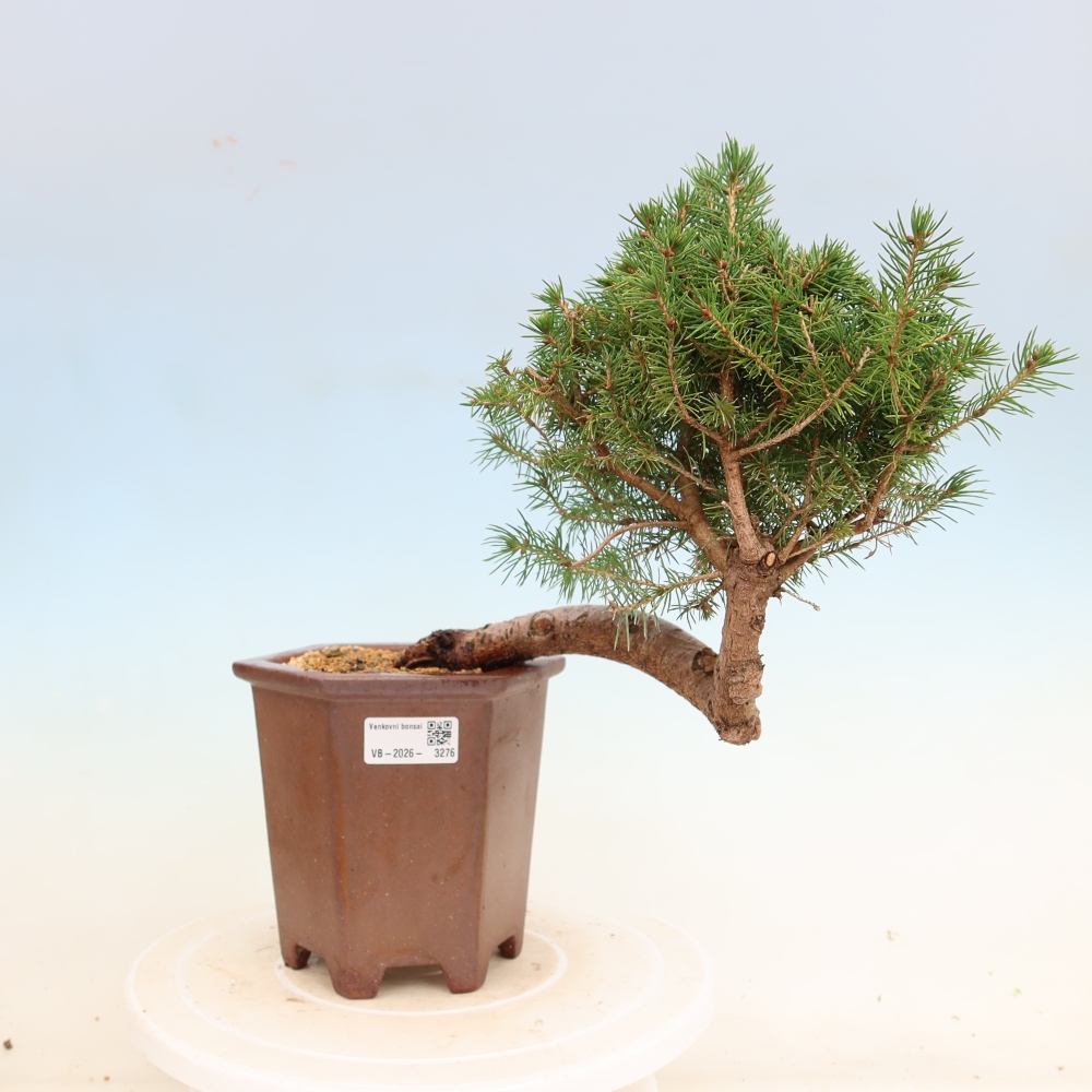Bonsaï d'extérieur - Épicéa - Picea glauca globe