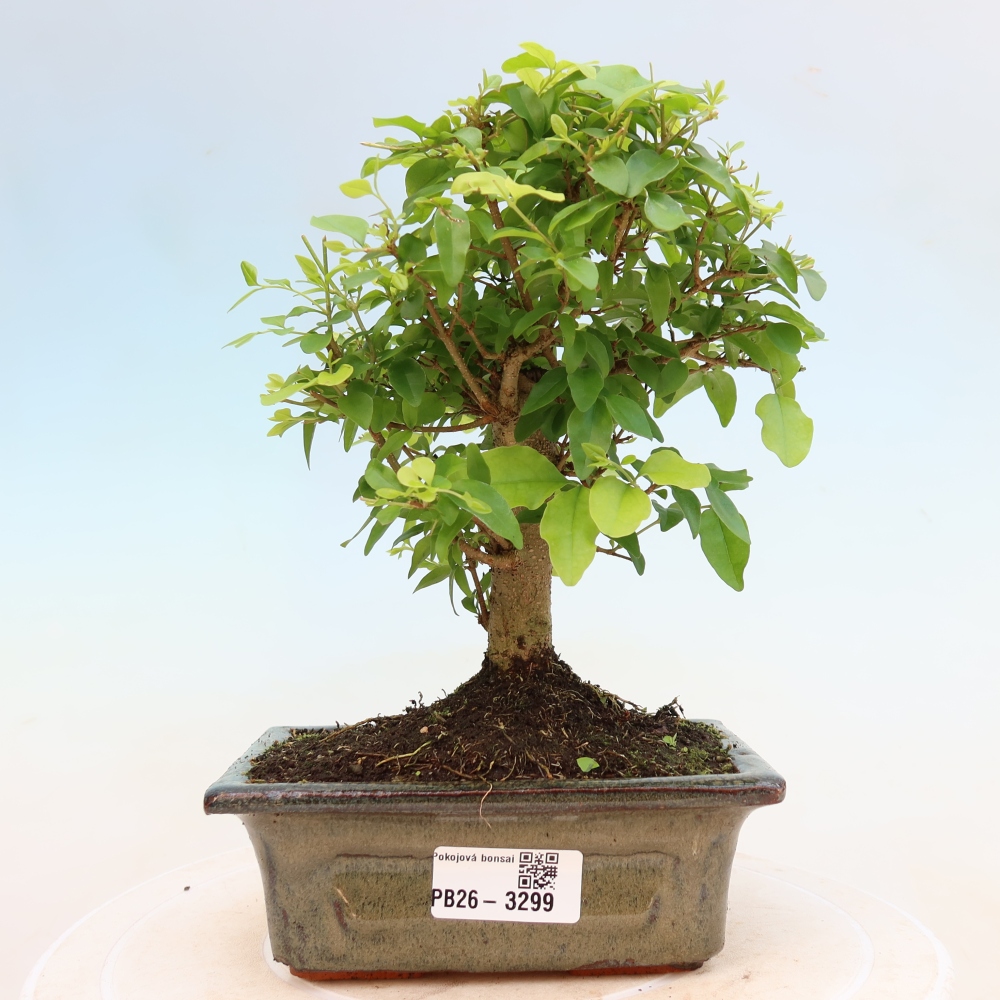 Bonsaï de chambre -Ligustrum chinensis - Bec d'oiseau
