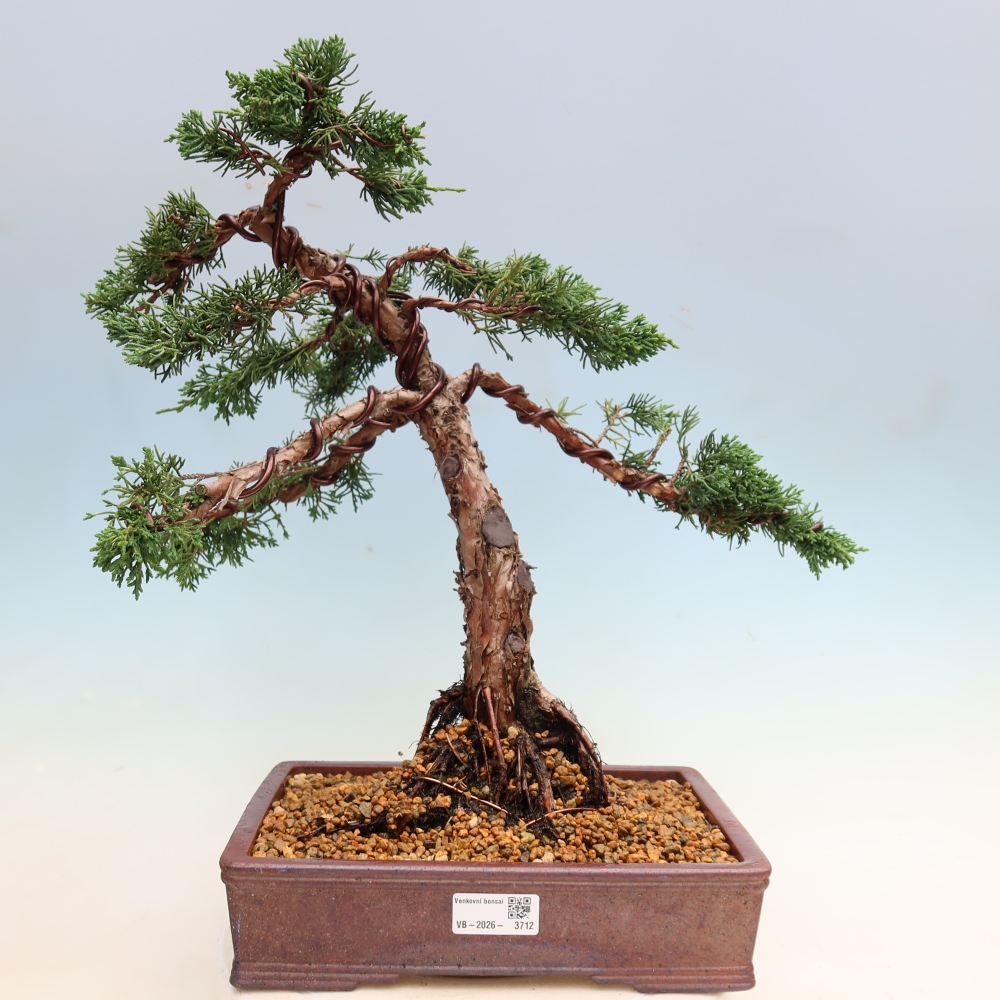 Bonsaï d'extérieur - Juniperus chinensis Kishu
