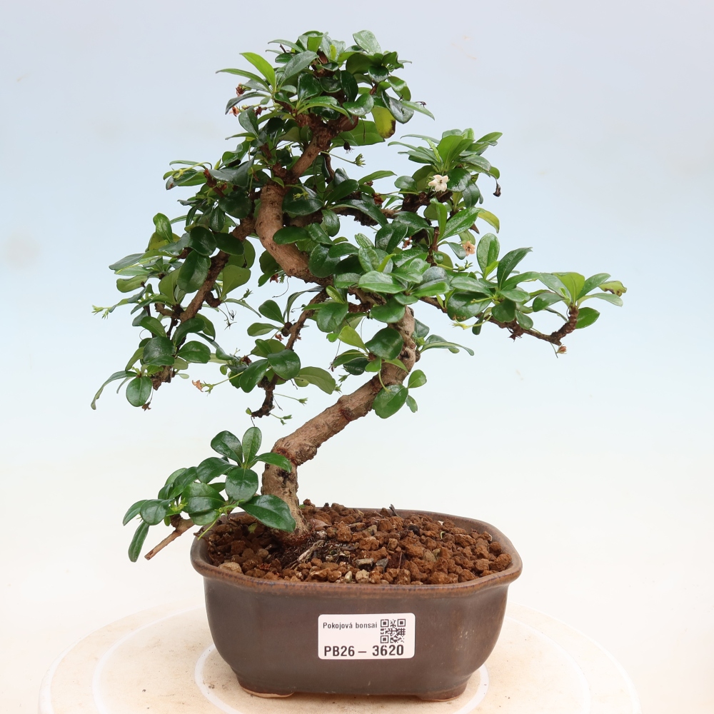 Bonsaï de chambre - Carmona macrophylla - Tea fuki