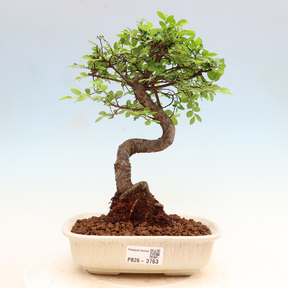 Bonsaï de chambre - Ulmus parvifolia - Orme à petites feuilles