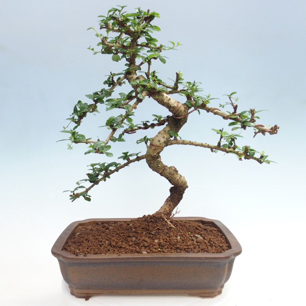 Bonsaï de chambre - Carmona macrophylla - Tea fuki