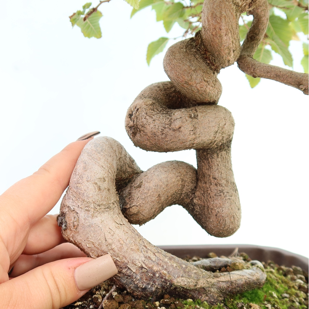 Bonsaï d'extérieur -Carpinus CARPINOIDES - Charme de Corée