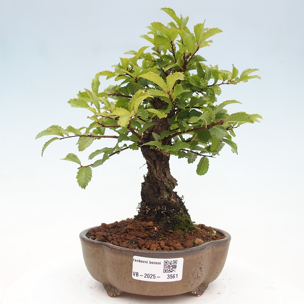 Bonsaï d'extérieur - Zelkova - Zelkova NIRE