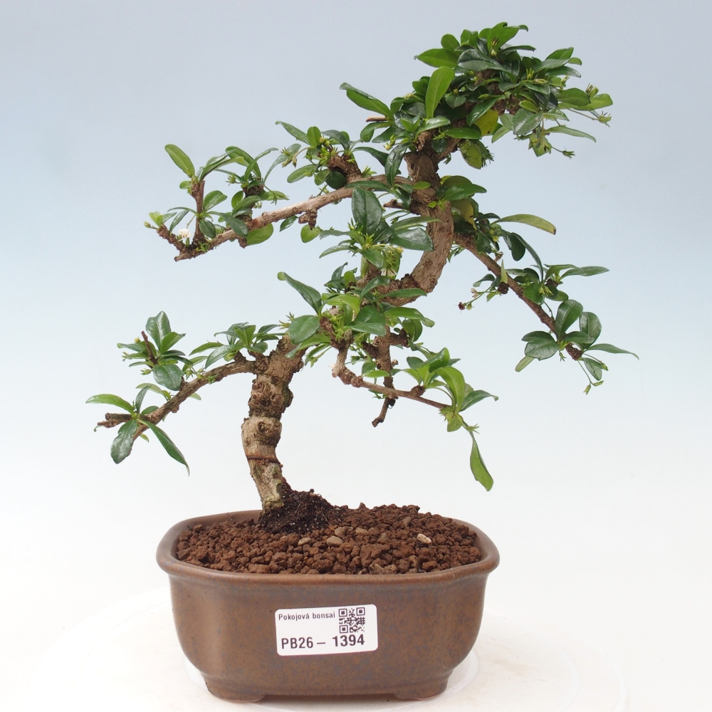 Bonsaï de chambre - Carmona macrophylla - Tea fuki
