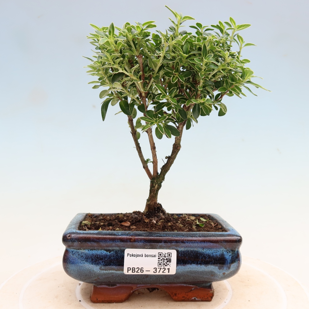 Salle bonsaï - Serissa foetida Variegata - Arbre aux mille étoiles
