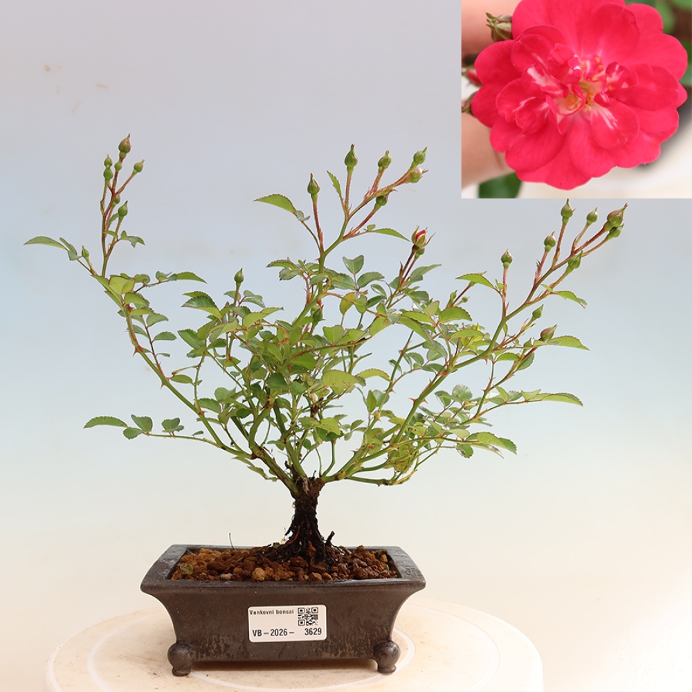 Bonsaï d'extérieur - Rosa Kordes - rose