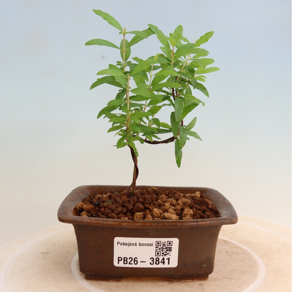 Bonsaï de chambre-PUNICA granatum nana-Pomme grenat
