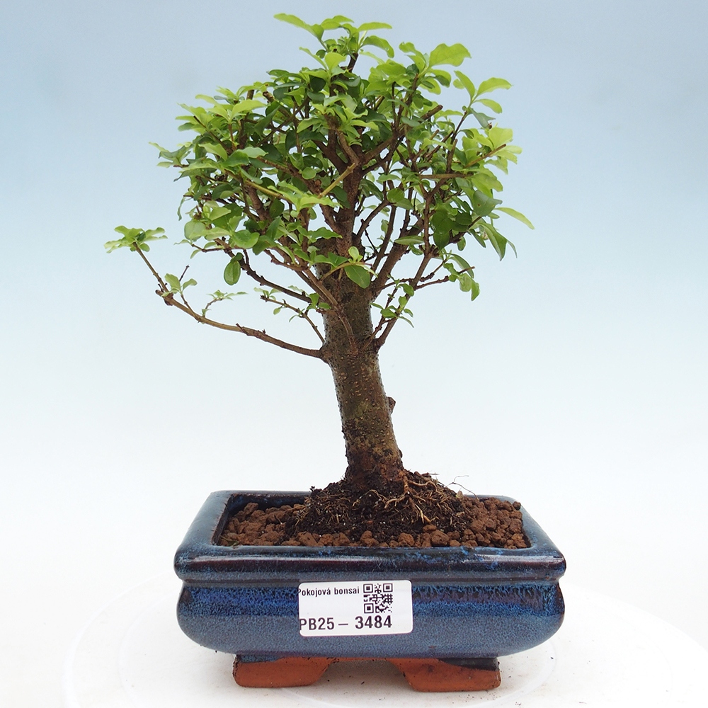 Bonsaï de chambre -Ligustrum chinensis - Bec d'oiseau