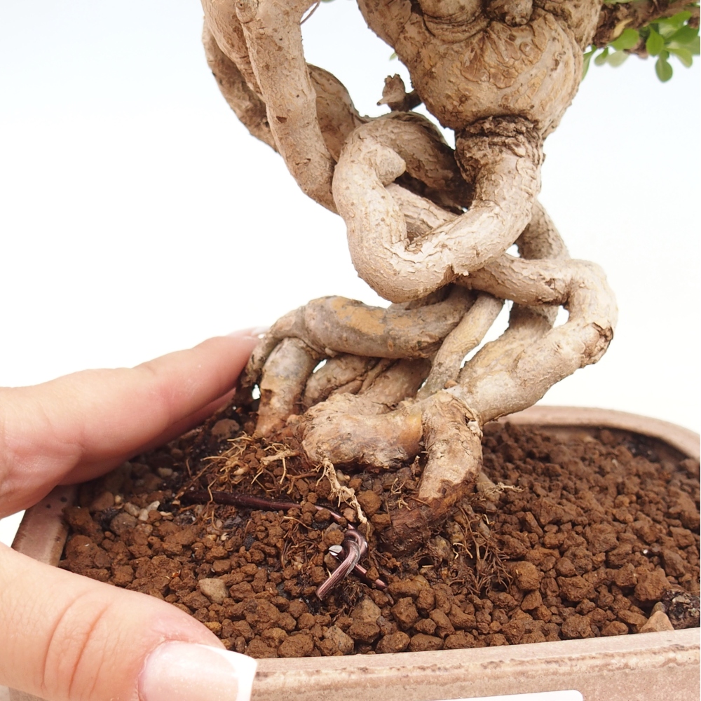 Bonsaï d'extérieur - Berberis coreana