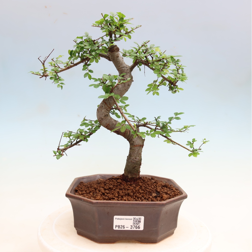 Bonsaï de chambre - Ulmus parvifolia - Orme à petites feuilles