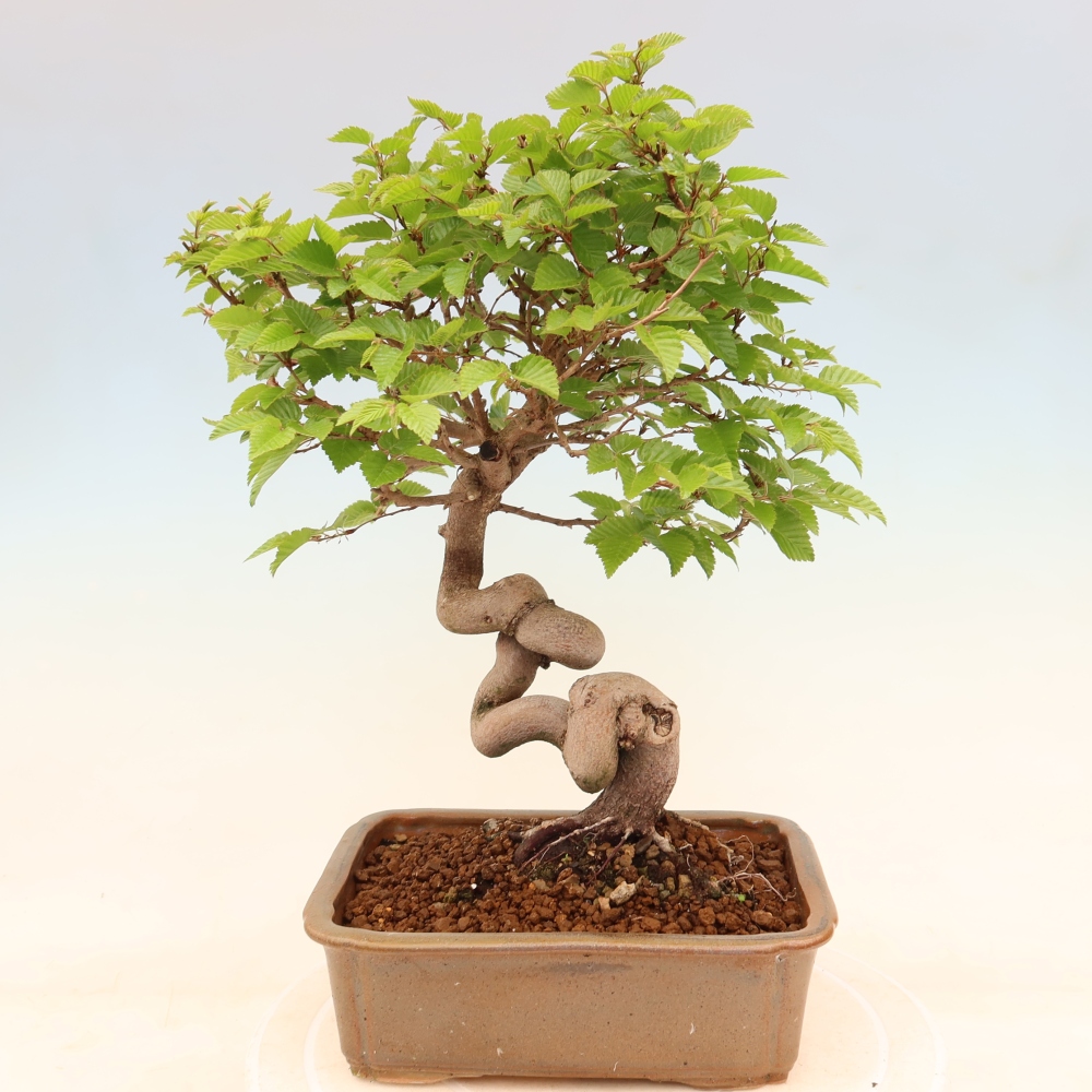 Bonsaï d'extérieur -Carpinus Coreana - Charme de Corée