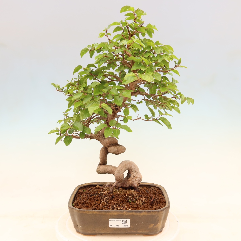 Bonsaï d'extérieur -Carpinus Coreana - Charme de Corée