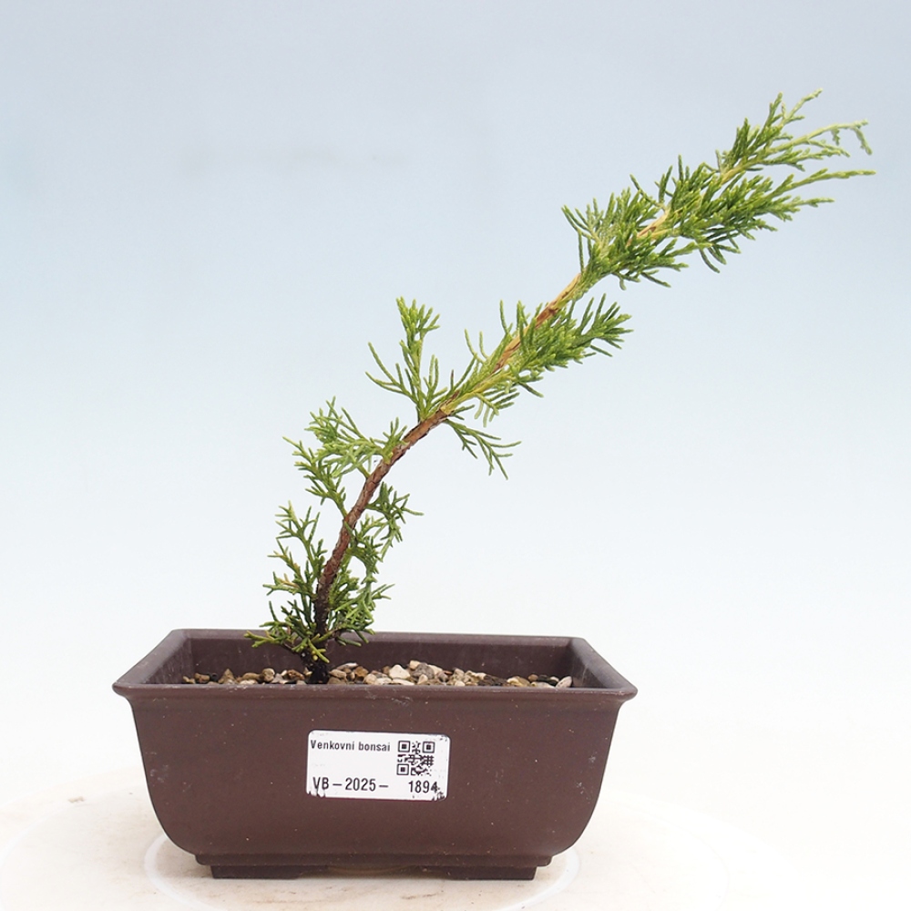 Bonsaï d'extérieur - Juniperus chinensis Itoigawa