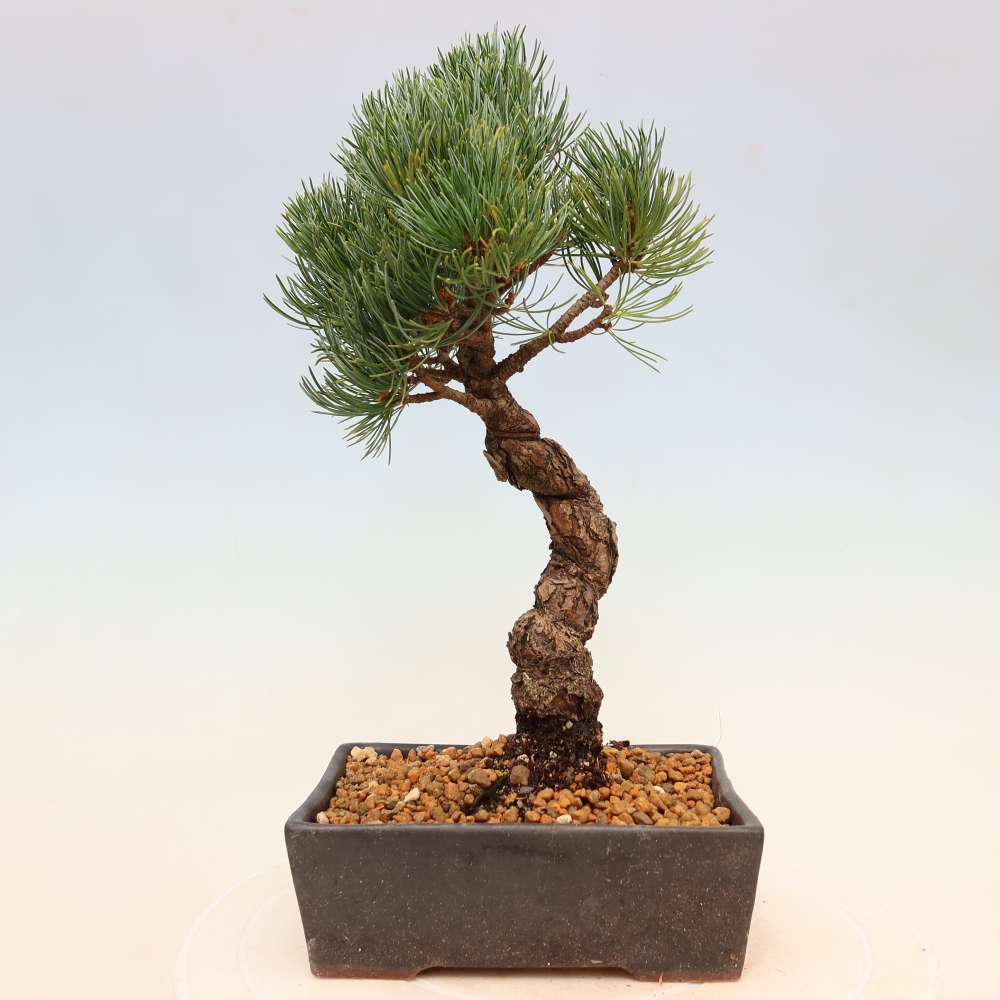 Bonsaï d'extérieur - Pinus parviflora - Pinus parviflora