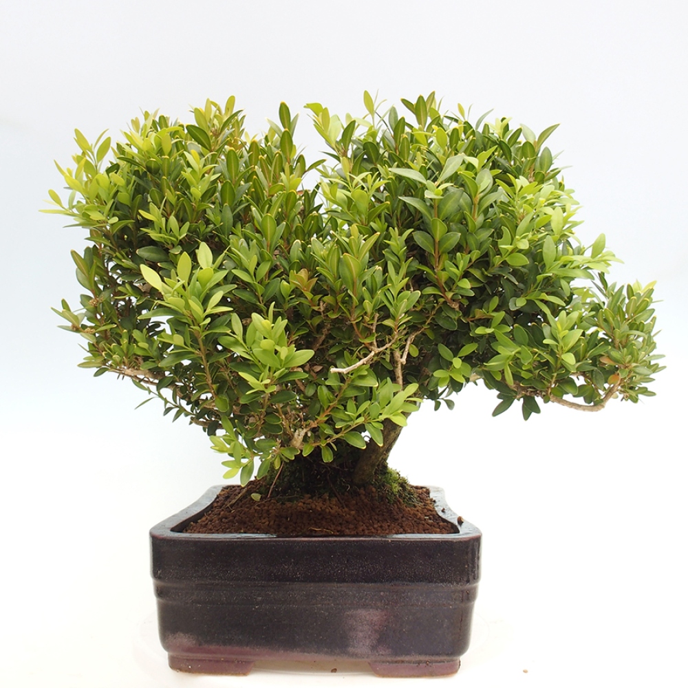 Bonsaï d'extérieur - Buxus sempervirens - buis