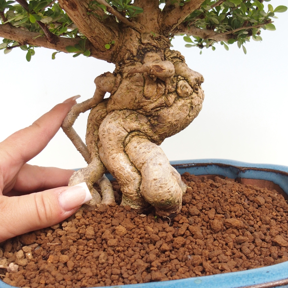 Bonsaï d'extérieur - Berberis coreana