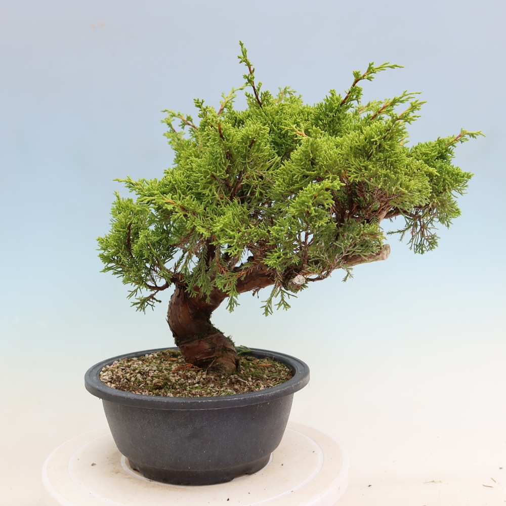 Bonsaï d'extérieur - Juniperus chinensis Itoigawa-Juniperus chinensis