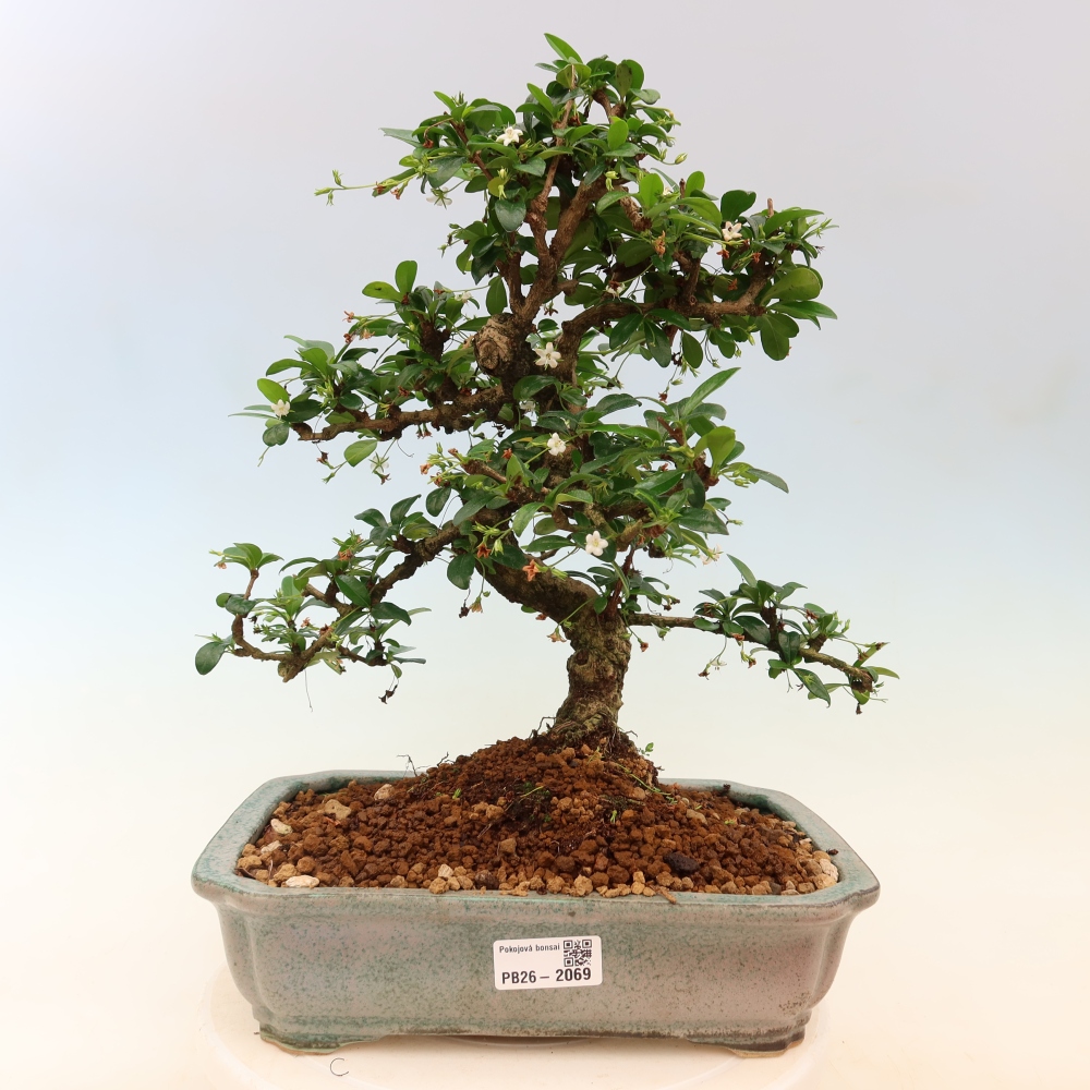 Bonsaï de chambre - Carmona macrophylla - Tea fuki