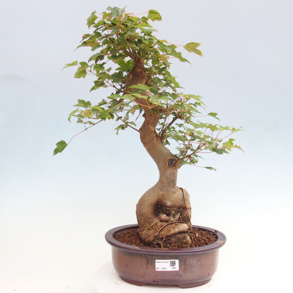 Bonsaï d'extérieur - Acer Buergerianum - Burger Maple