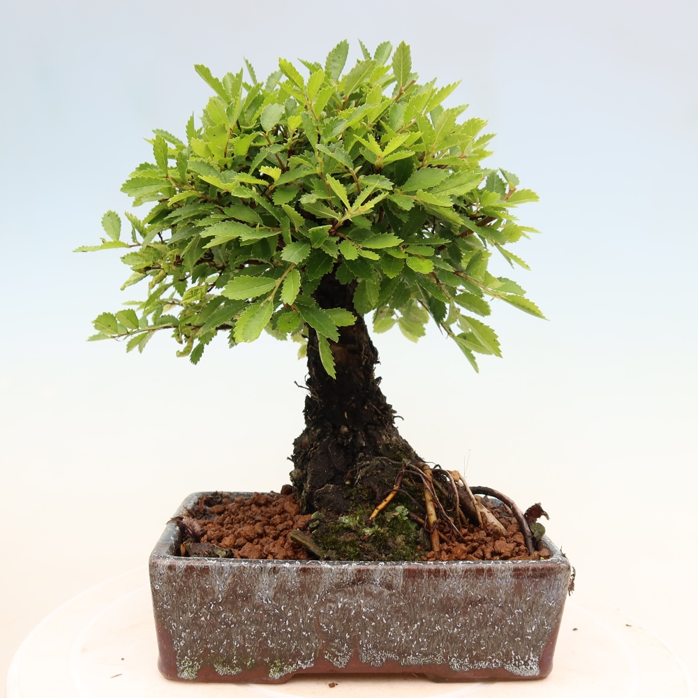 Bonsaï d'extérieur - Zelkova - Zelkova NIRE