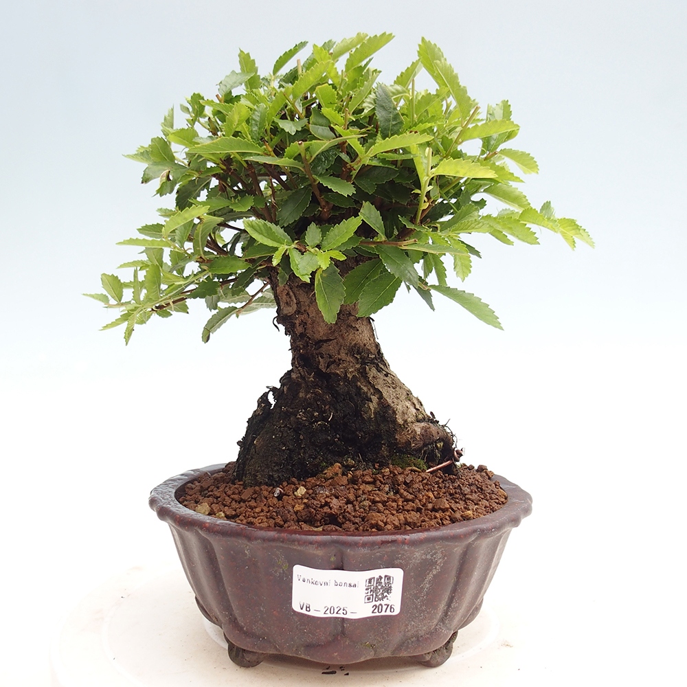 Bonsaï d'extérieur - Zelkova - Zelkova NIRE