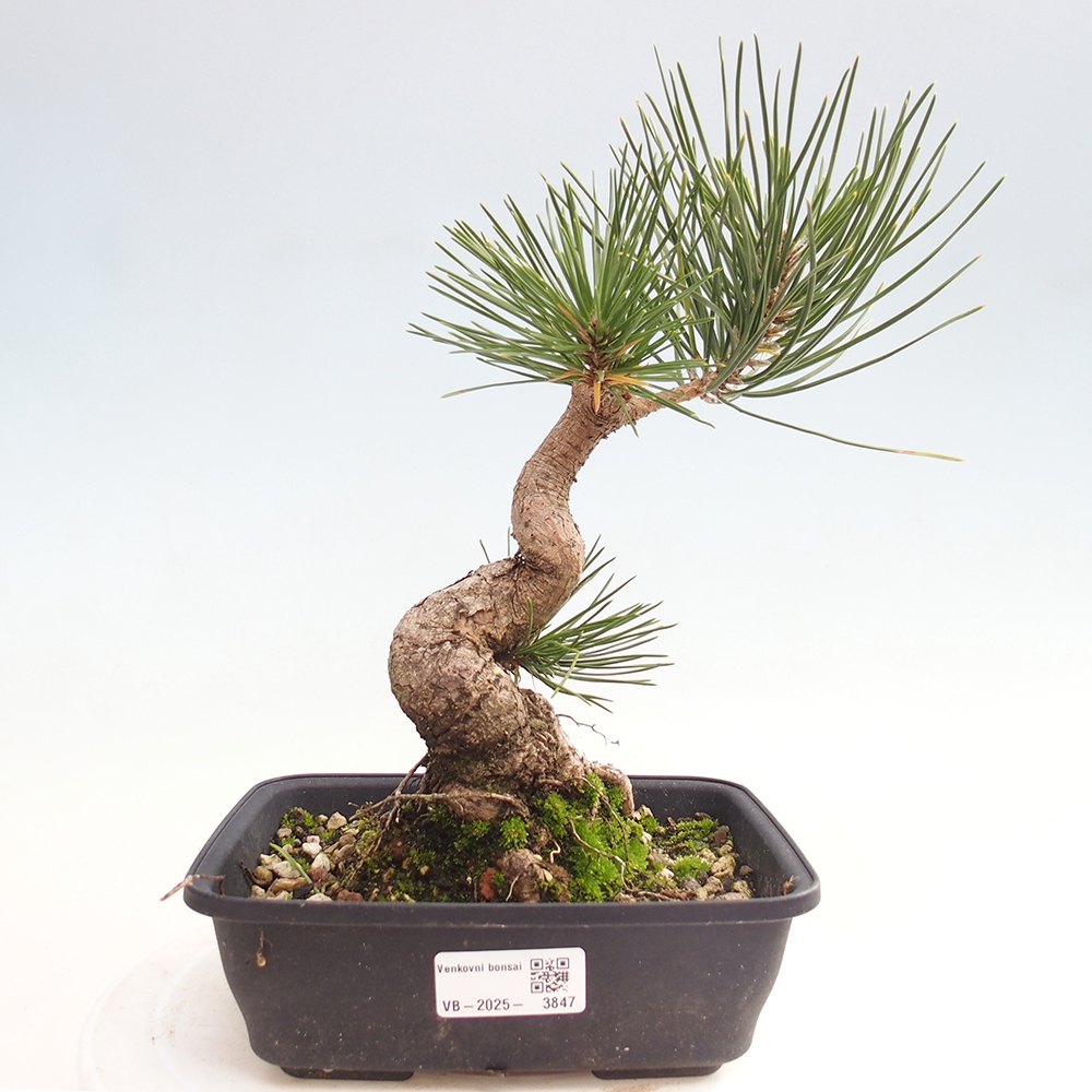 Bonsaï d'extérieur - Pinus thunbergii - Pin de Thunberg