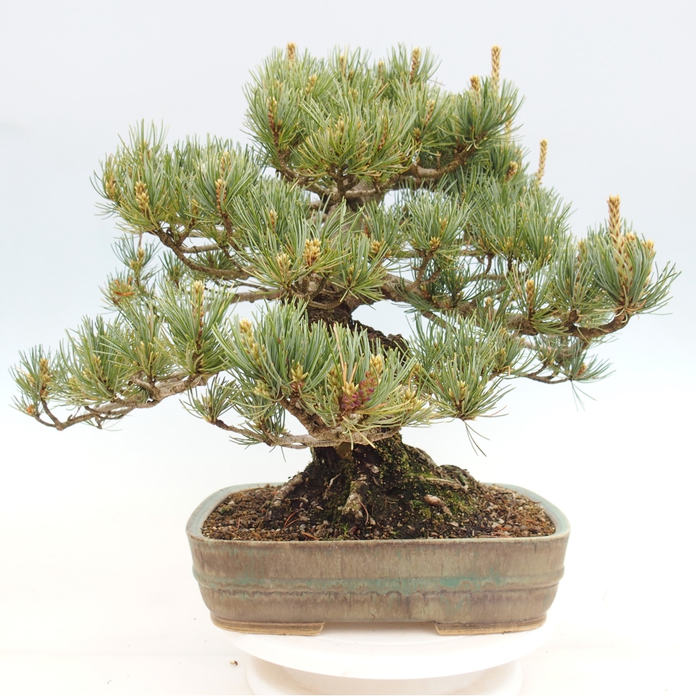 Bonsaï d'extérieur - Pinus parviflora - Pinus parviflora