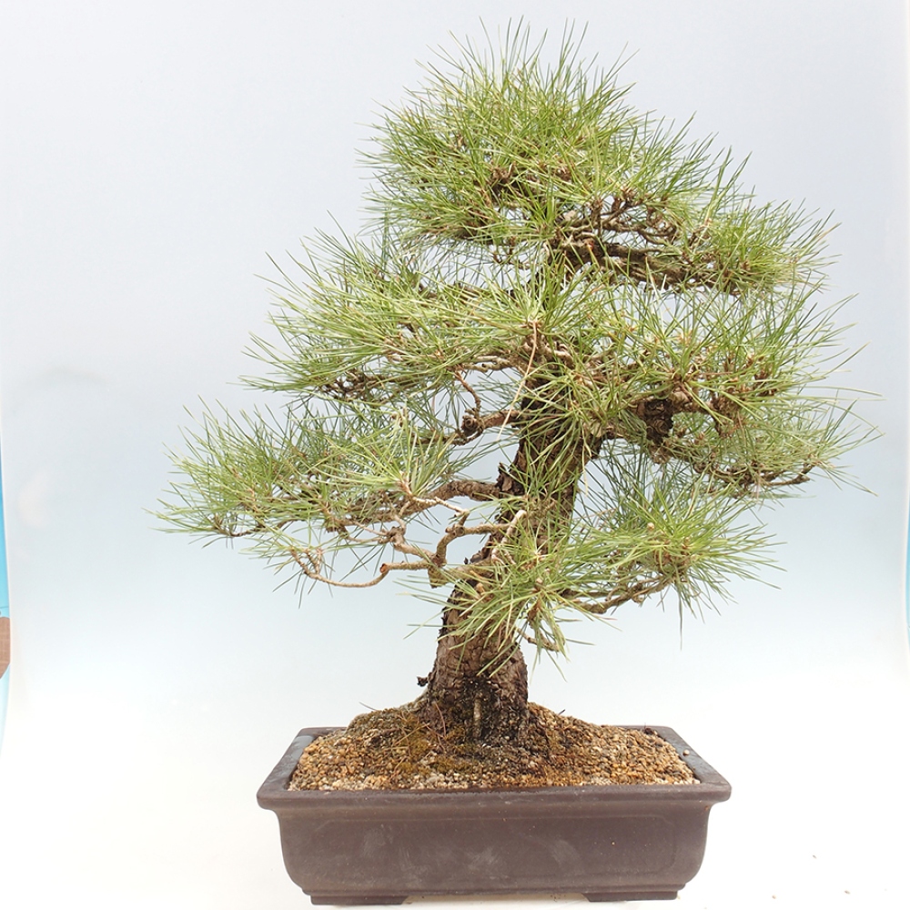 Bonsaï d'extérieur - Pinus thunbergii - Pin de Thunberg