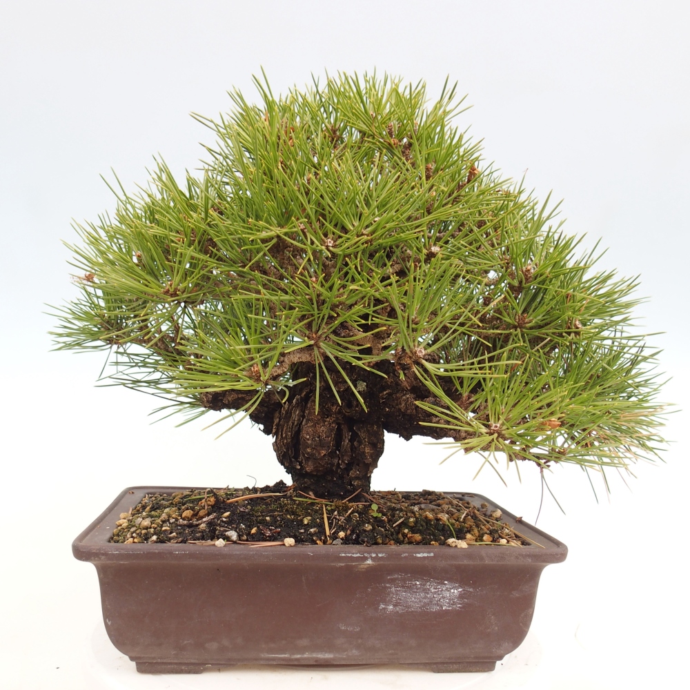 Bonsaï d'extérieur - Pinus thunbergii - Pin de Thunberg