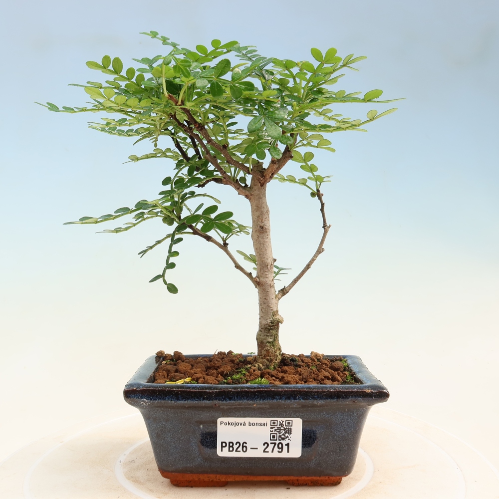 Salle bonsaï - Zantoxylum piperitum - arbre à poivre