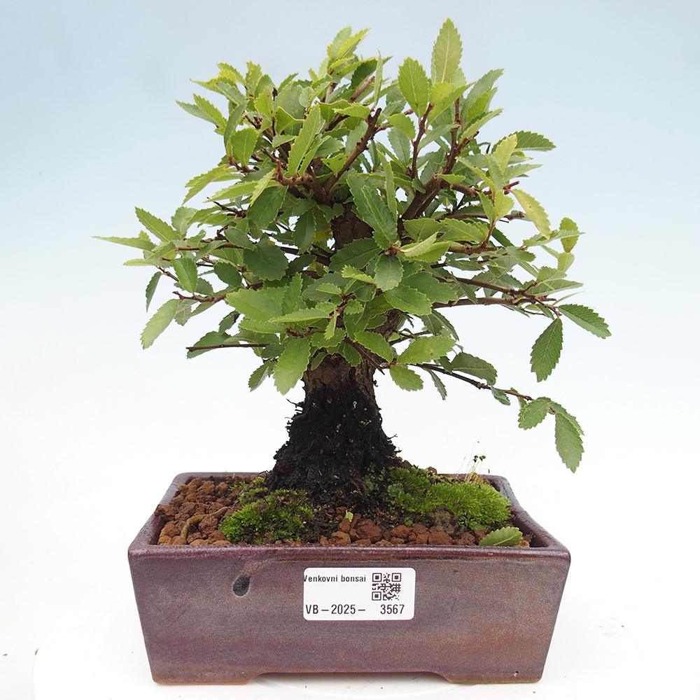 Bonsaï d'extérieur - Zelkova - Zelkova NIRE