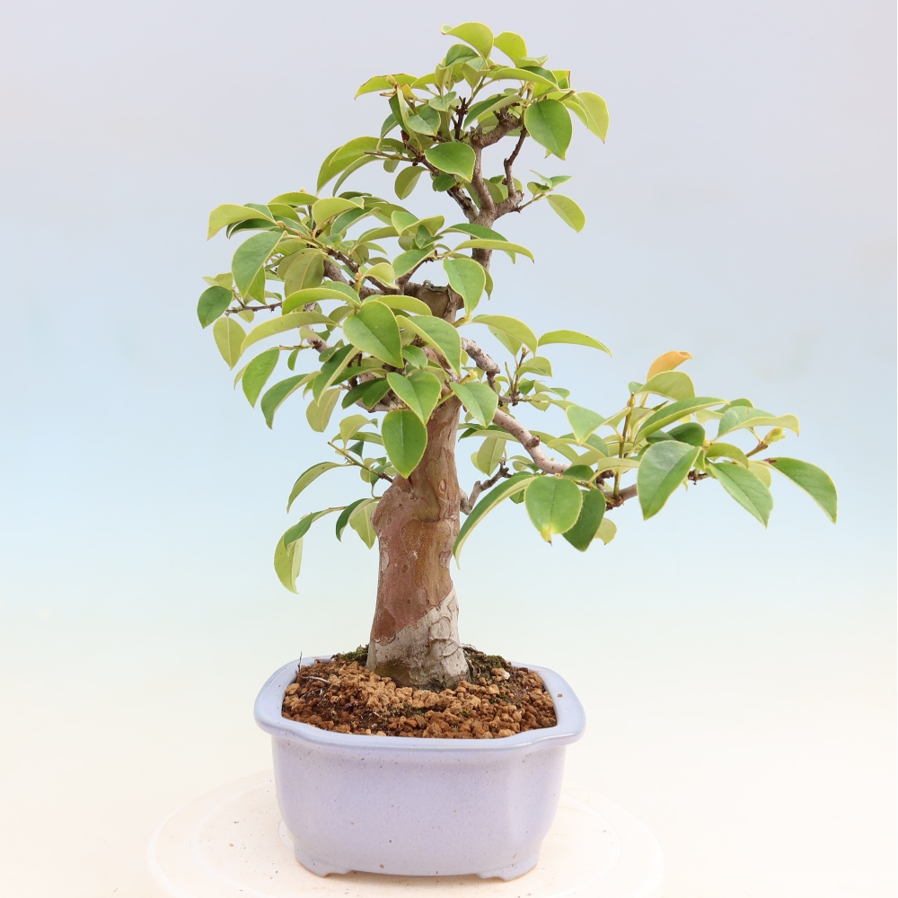 Bonsaï d'extérieur - Pseudocydonia sinensis - cognassier chinois