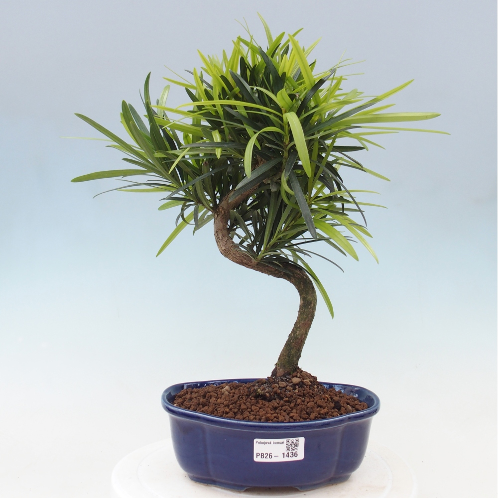 Salle bonsaï - Podocarpus - If en pierre